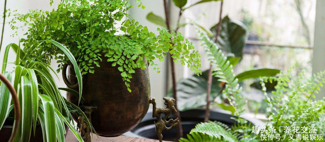 养花10多年总结的室内养花技巧,让新手也能养好花,避免叶黄