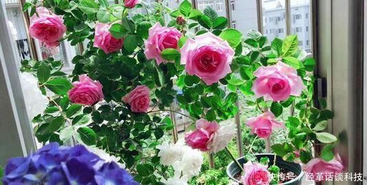 没人要的小东西,可是养花宝贝,捡一点掺盆里,全年不用施肥