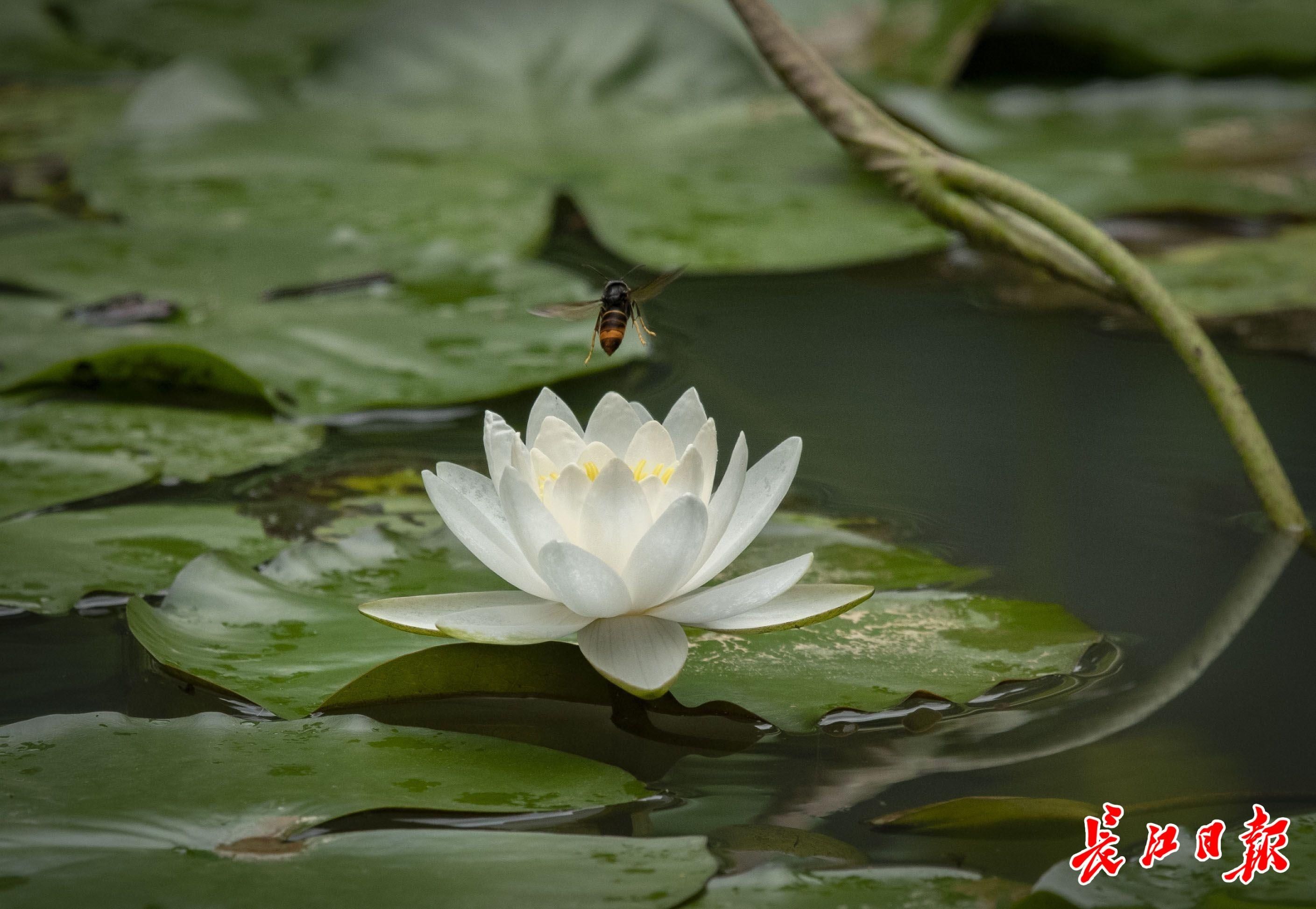 武汉|雨水停歇，彩蝶纷飞｜行摄武汉