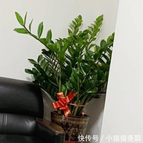 绿萝|5种花平时怕太阳晒,而到了冬天刚好相反,要多晒太阳