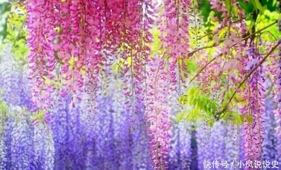 养花就养4种花,家里养一盆,开花漂亮花期长,纯洁美