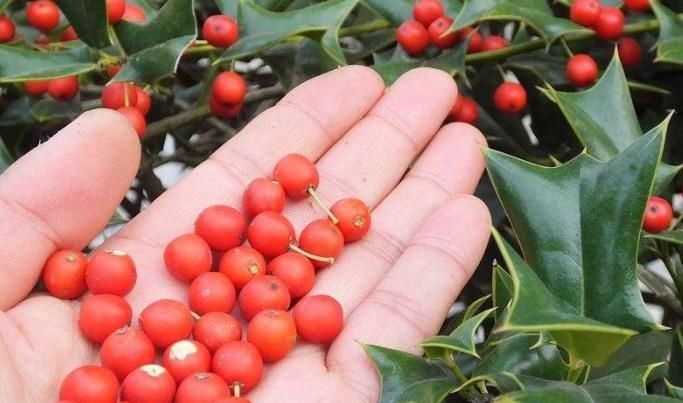 枸骨果|这树叶,也是一味中药,泡茶代饮,抗菌消炎、祛风湿