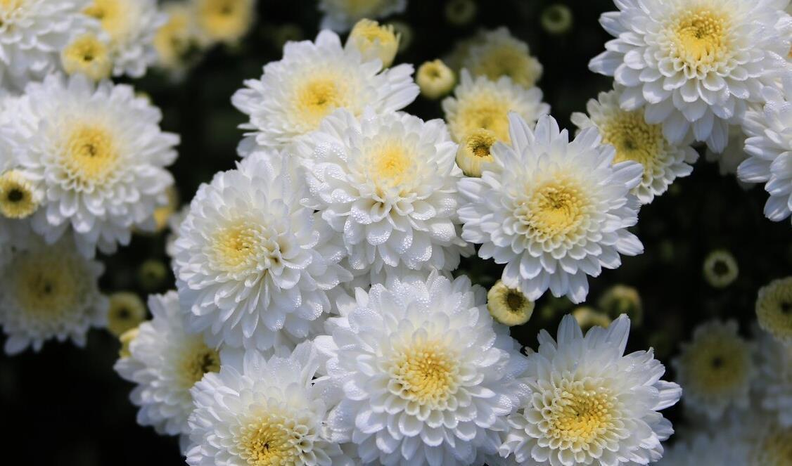 桂花|懂花的人，都爱养这5种花，漂亮好养易爆盆，寓意好还养人