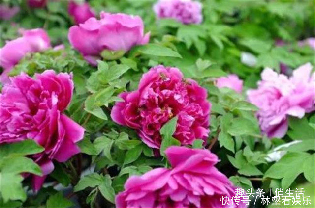 圆锥形|院子养花,就养一些“开花精品”大胡红,花开火红,百花争艳