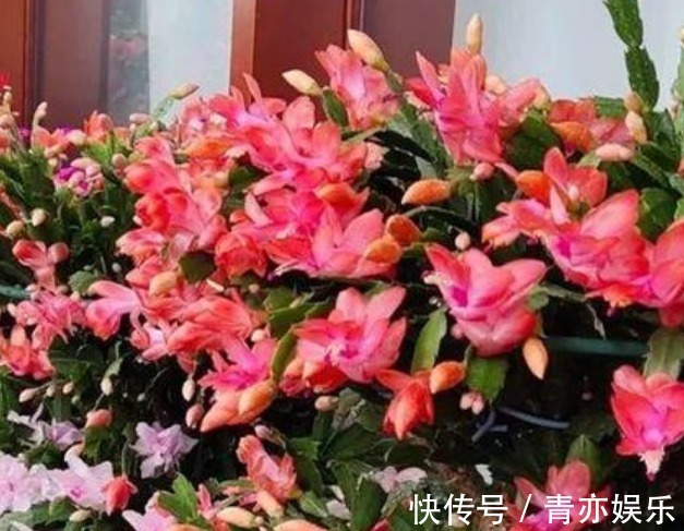 “4种花”最好养,半月浇水一次,花开压弯枝头,适合新手养!