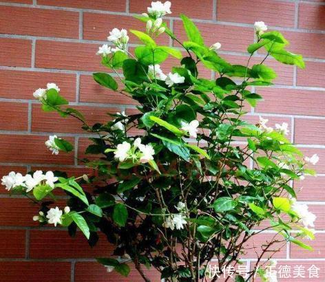 养茉莉花，多浇“2种水”，黄叶问题轻松解决，四季开花满屋香
