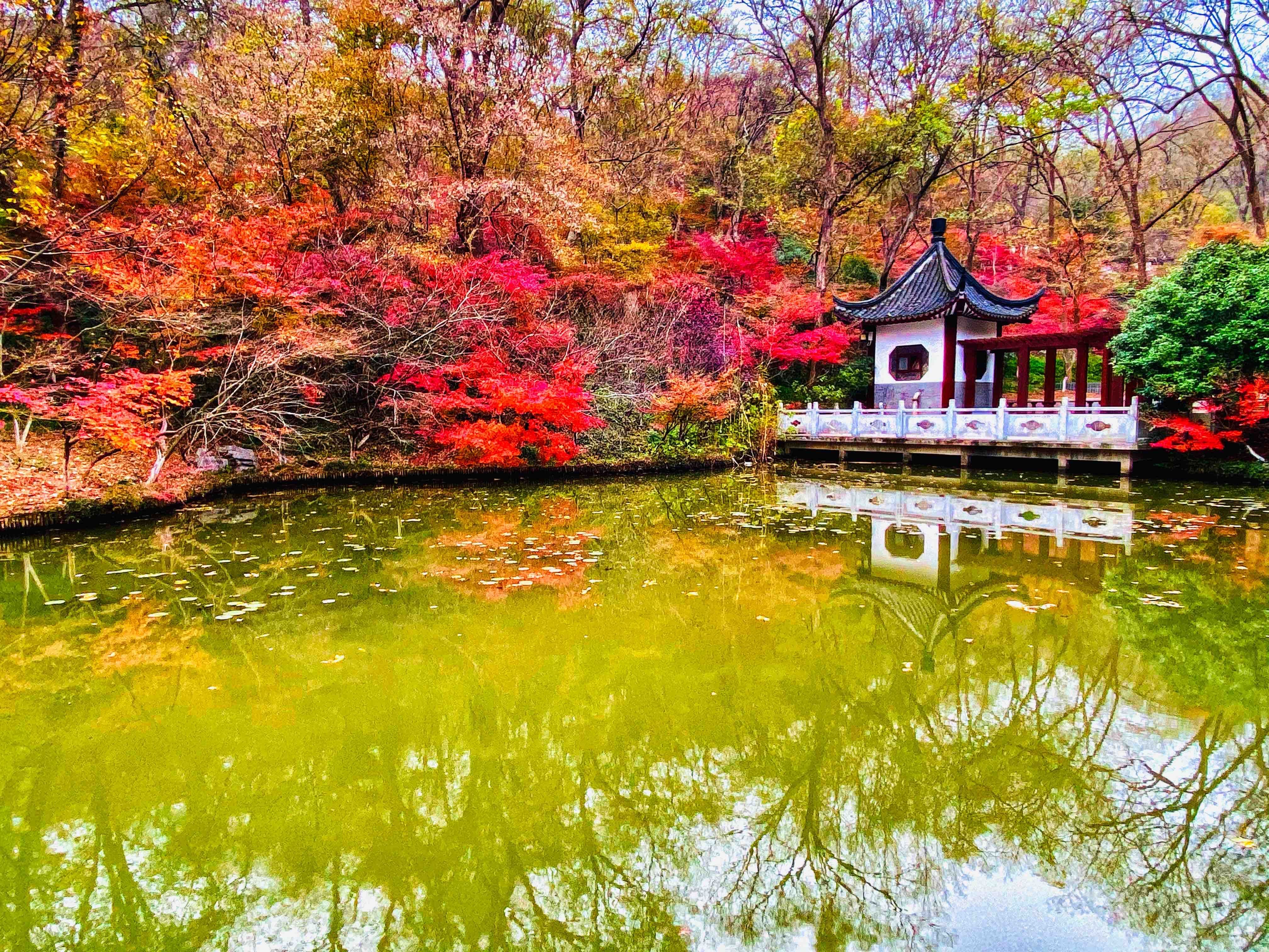 到栖霞山赏|初冬的南京栖霞山，来一场色彩斑斓的旅行