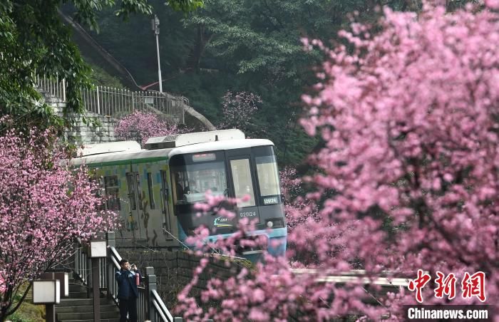 重庆单轨列车穿梭梅花林成美丽风景