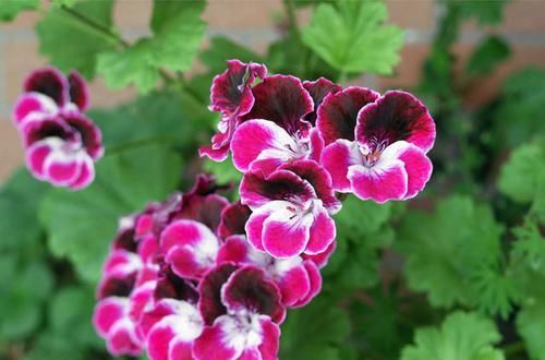 难怪|蚊子见到就掉头的洋绣球,难怪外国人都爱养,养一盆和蚊子说拜拜