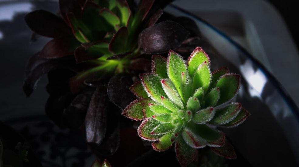 多肉露娜莲怎么养护,掌握4个点,彩色层次分明十分美丽