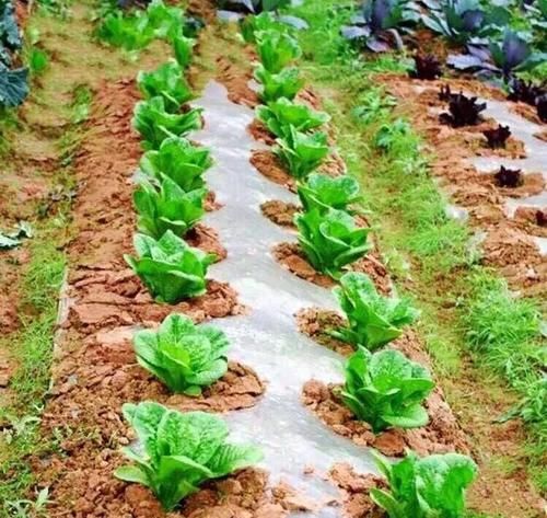  莴笋和莴苣有区别吗？怎么区分？