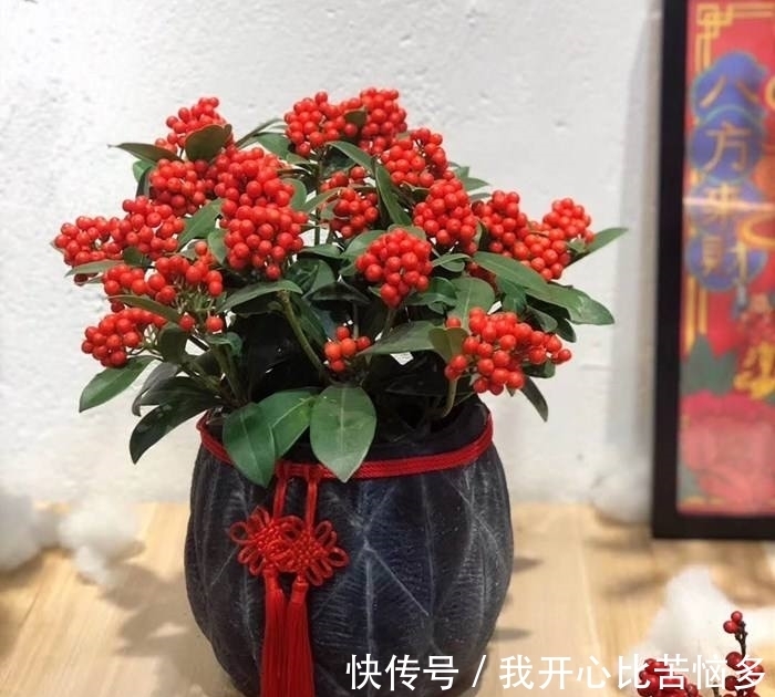 宝莲灯|3种“贵族花”，盆盆价值几百元，颜值虽出众，但真不舍得买！