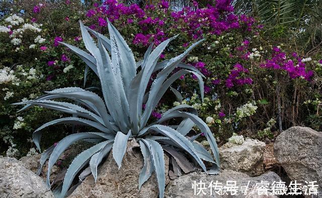 这些花就适合小盆养,耐旱,怕涝,浇越多死越快