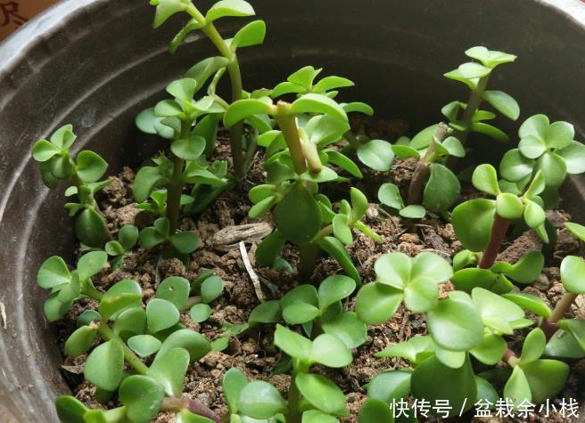 修剪|扦插金枝玉叶,用1招,长根快,成活率高达99%