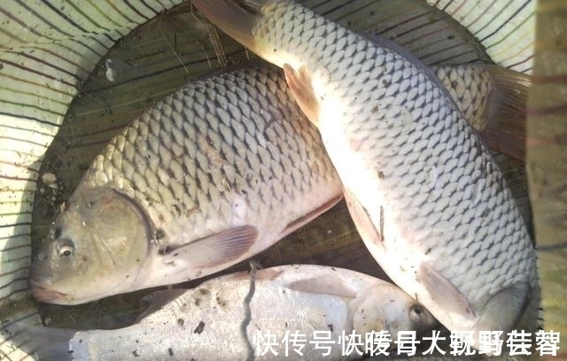 阴天|夏季遇到这三种天气,就可以拿起鱼竿出发,连竿中鱼不是事儿