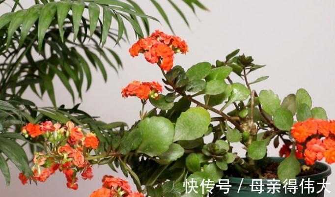 冬至后,盆栽养花有这3种症状该马上换土,一刻都甭多等