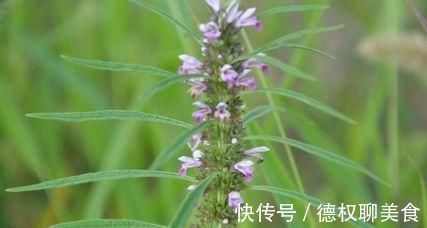 抑菌|有妇科炎症的女人,常食6种食物,抑菌消炎,炎症或会“悄悄”不见