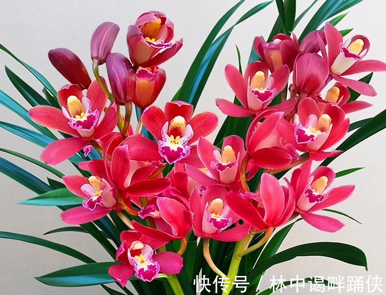 此兰花是一款“开花机器”,花大色艳香味浓,开花一茬接一茬