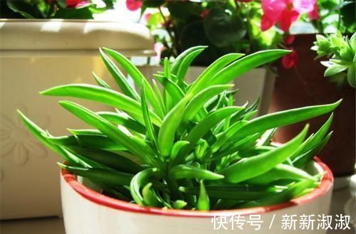 5种长相奇怪的多肉,种在小盆里,好看又皮实,可养很多年!