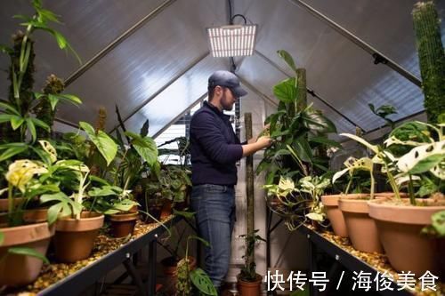 一片叶子要价10多万!顾客竟排队抢买 男子曝致富关键