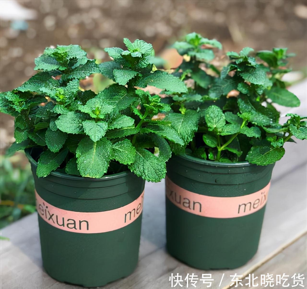 人养花,花亦养人,能促进“睡眠”的9种花,卧室再小也要养