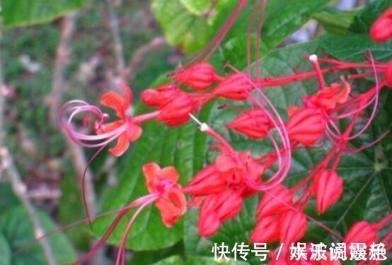 喜欢花不妨养“它”最有“风情”的花，诗人将这花称“状元红”