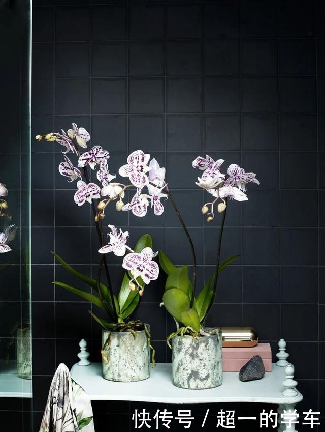 卫生间里少不了8种植物,水培土培都可以,阴凉潮湿处容易养好!