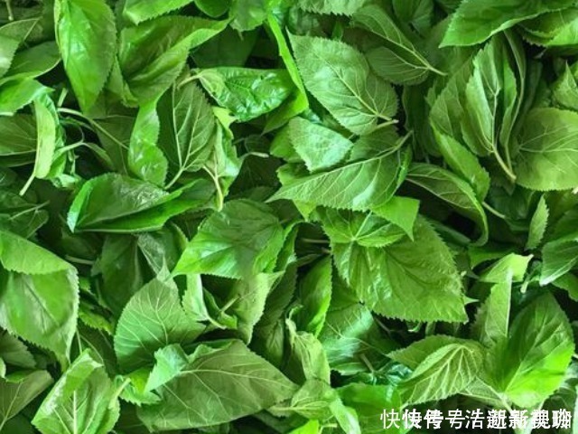 本草纲目|民间最有效的白发变黑发土方,淘米水洗发最常见,你会用吗