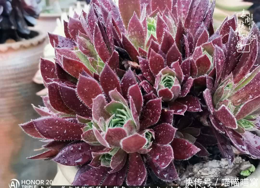 多肉|你是爱,是暖,是希望,你是人间四月天!