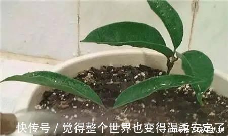 扦插|路边“3种树”,见了掰个枝,插盆就生根,做成盆景,寓意吉祥