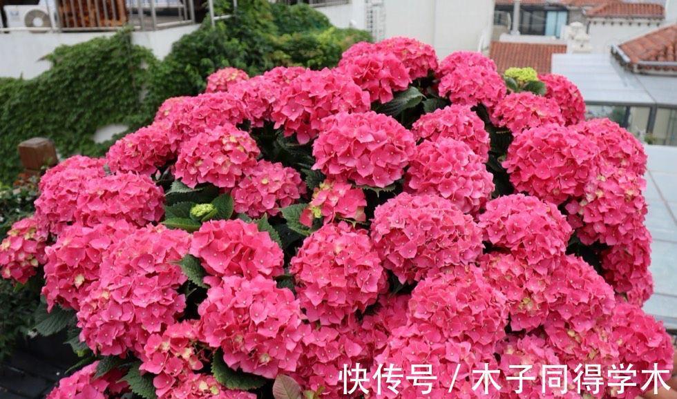 花卉|老人喜欢养的“3盆花”,花色鲜艳,好养易活,开花非常美