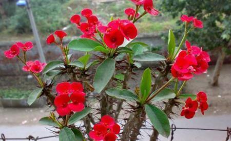 玉麒麟|3种懒人花,虽其貌不扬,但养起来真省心,少浇水挤一挤长得旺!