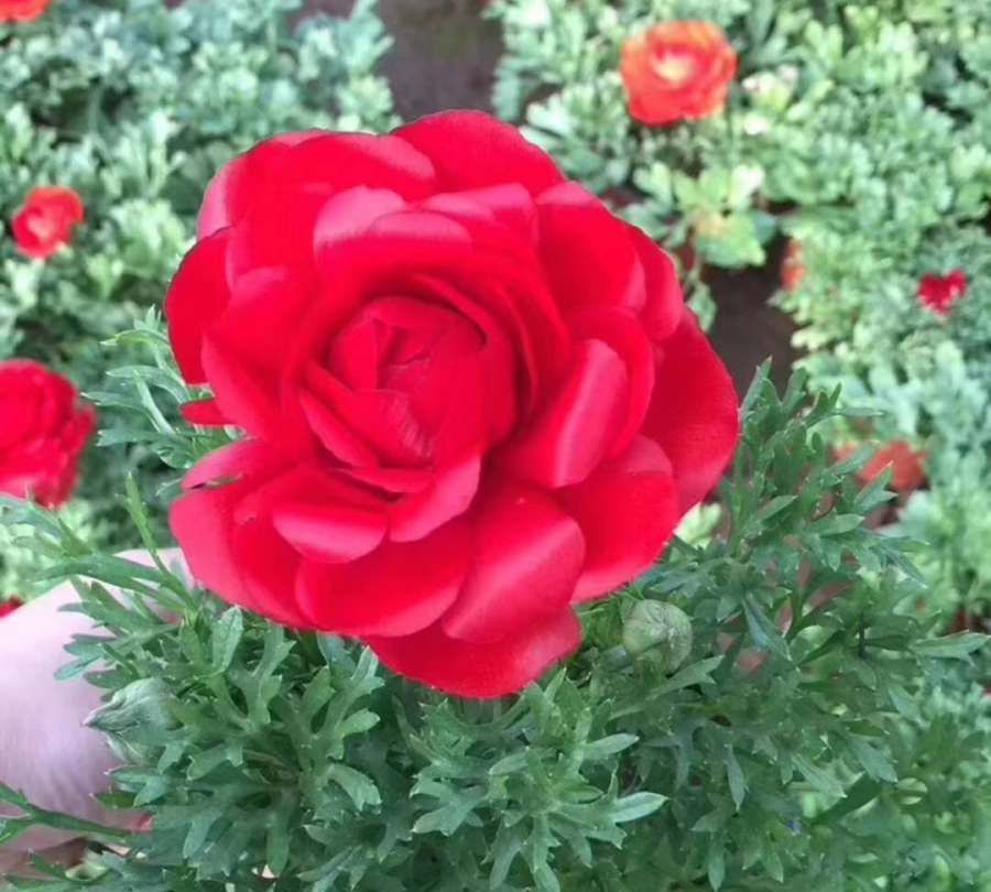 养花试试这几款，不需要过多的光就能开花