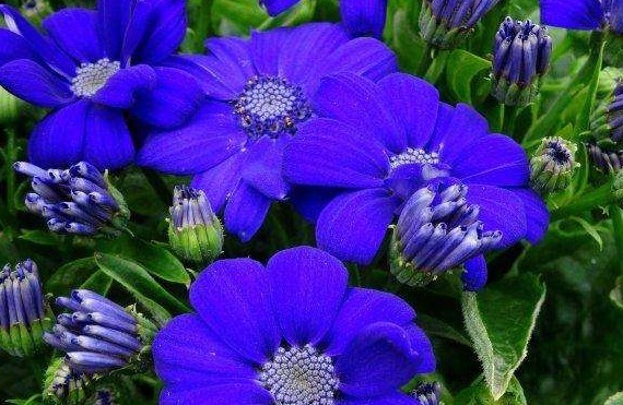 大家见过宝蓝色的菊花吗被誉为是“妖精之花”,观赏性价值极高