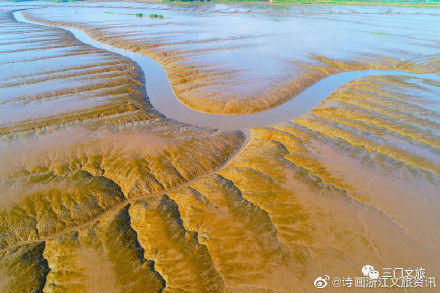 海域|惊艳！三门海域又现“海上森林”奇观！