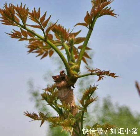 植物|农村人用来烧火的植物,它的营养似“人参”,竟然有这些神奇的功效!