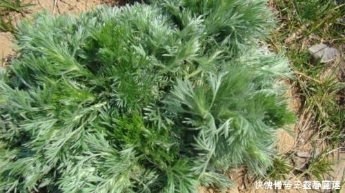 艾草|农村常见野草酷似艾草,其实算万能药材,做饺子也是一绝