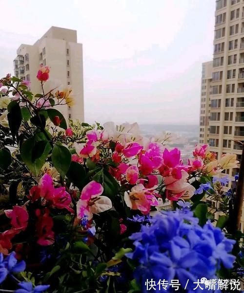 养分|养三角梅,用一种废渣,满树的花苞,开花一次接一次