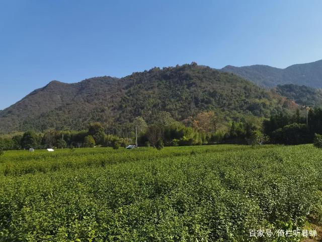 《七绝.初冬印象》霜染苍茫已入冬，枝条飞叶落无穷