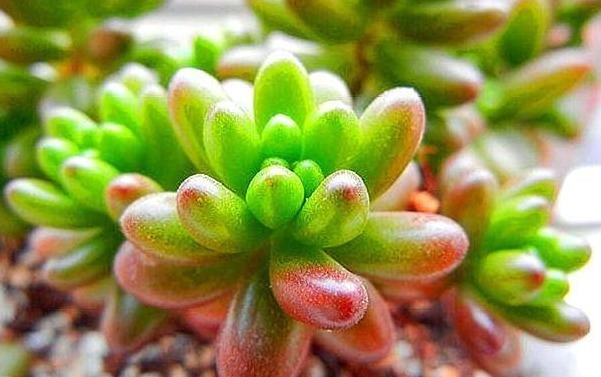 多肉虹之玉养护“3妙招”,绿似翡翠,红如玛瑙,有光泽