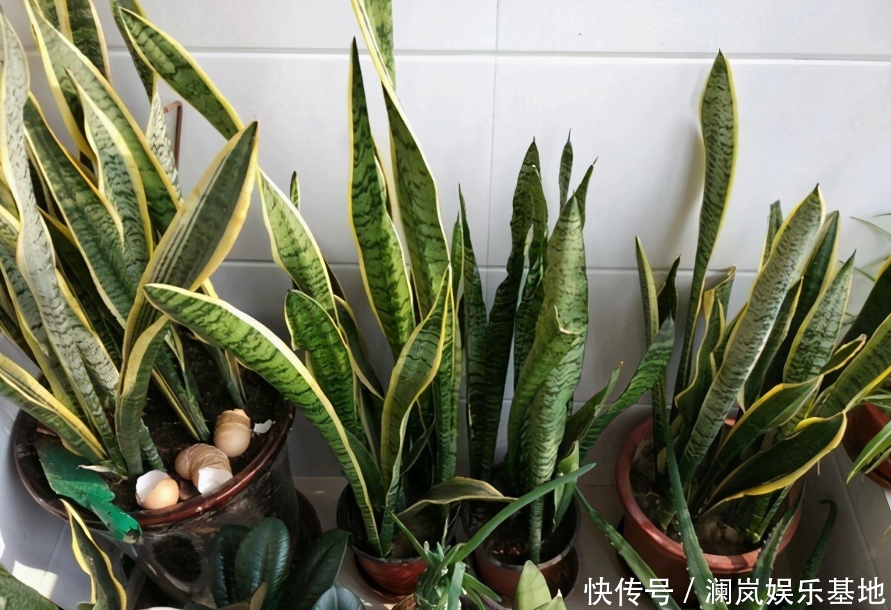 植物|2种“生根水”制好后,往土里浇一点,植物根须就能嗖嗖窜出盆