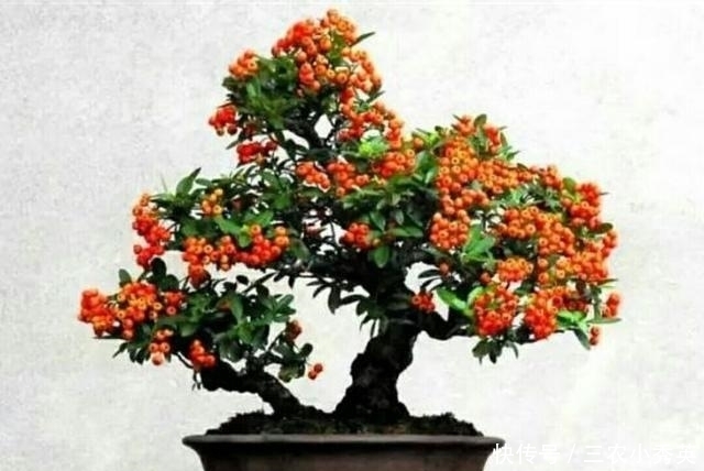 养护好火棘盆景要注意这几个事项