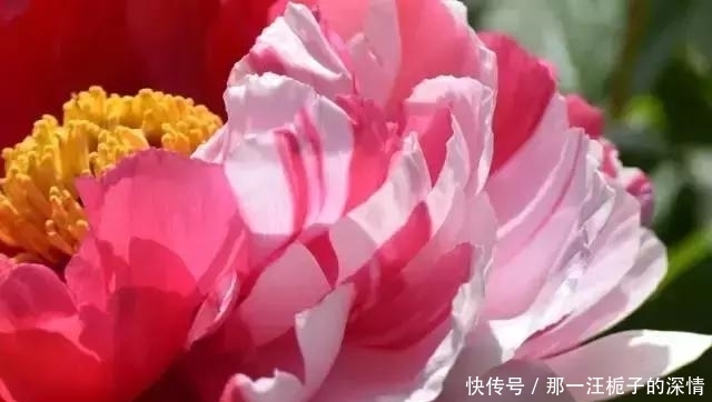 【满城花开，只待君来】洛阳牡丹花开已成海，你来吗？