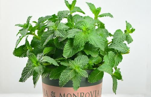 三种水夏天经常给花浇一点，不招病虫害，花卉长得还茂盛