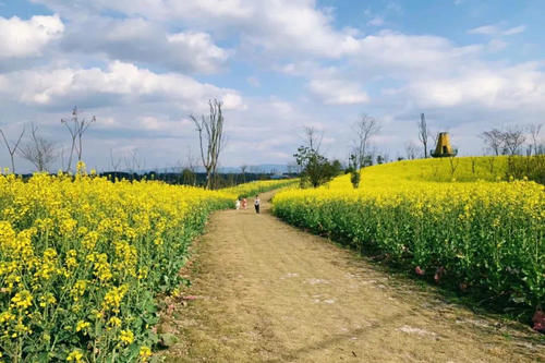 中年|成都人3月赏花攻略，8个免费宝藏地，1小时地铁公交可直达