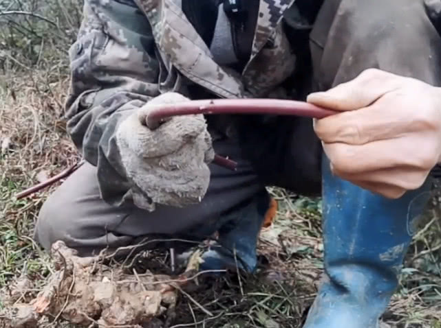 入药|山里一种难得的野生药材，根部泡酒治腰腿酸痛，梗做手环价值很高