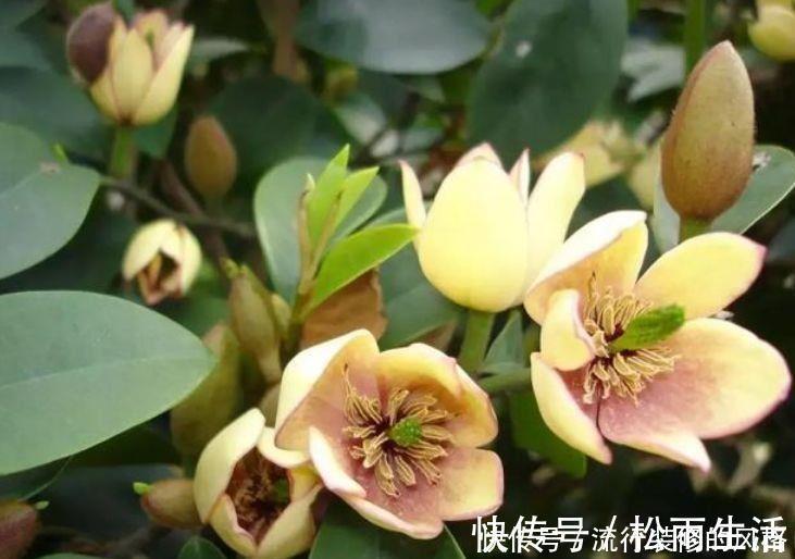 养花试试此4种,一次开花300朵,家里变成花园