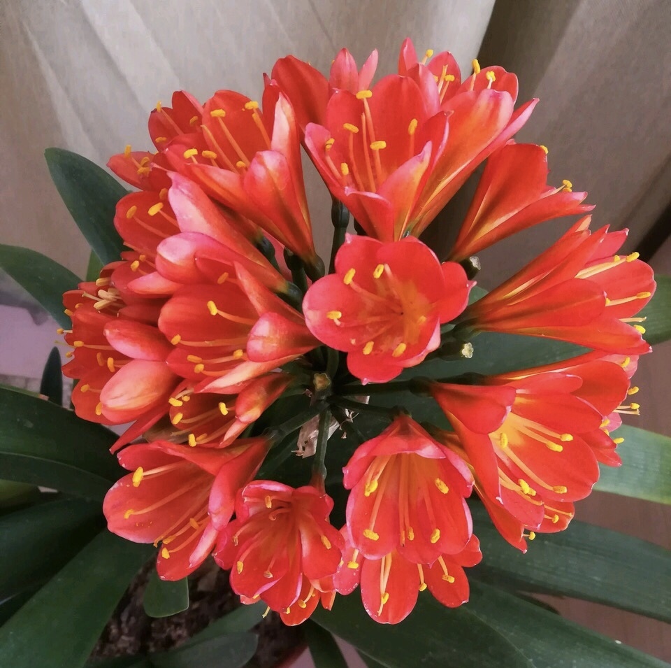 植株|担心“君子兰”今年不开花2种肥料“换着用”,入冬开花不用愁