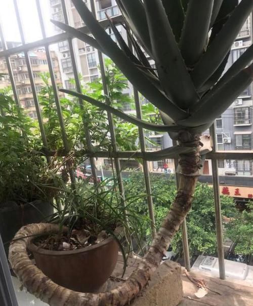 高溫|想要芦荟成老桩？知道这个妙招，叶片厚实肥美，几年就成树