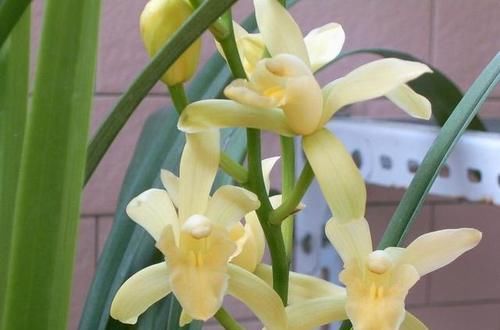 品种|兰花中的经典品种“小神童”,花色鲜艳,香气扑鼻,新手也适合养